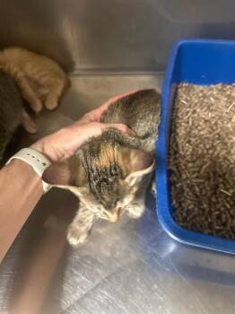 Elmer Fuddrika -  Domestic Short Hair Cat for Adoption in Newberg, Oregon - Elmer Fuddrika | PetCurious