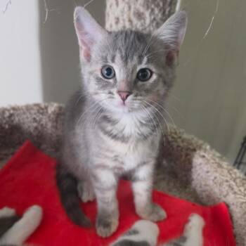 Tiger -  Domestic Short Hair Cat for Adoption in La Grange, Kentucky - Tiger | PetCurious