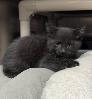 Domestic Short Hair Cats Available for Adoption - FRANK | PetCurious
