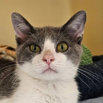 Rescue Domestic Short Hair Cats for Adoption in Zanesville, Ohio - Bo Bo | PetCurious