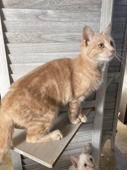 Curry -  Domestic Short Hair and Tabby Cat for Adoption in San Diego, California - Curry | PetCurious