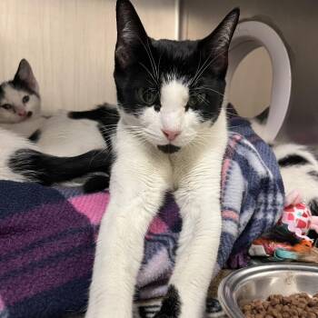 Domestic Short Hair Cats Available for Adoption - Snowey | PetCurious