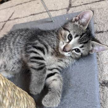 Dude -  Domestic Short Hair Cat for Adoption in Wyandotte, Michigan - Dude | PetCurious