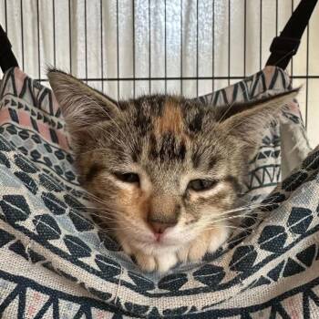 Fern -  Domestic Short Hair Cat for Adoption in Walker, Michigan - Fern | PetCurious