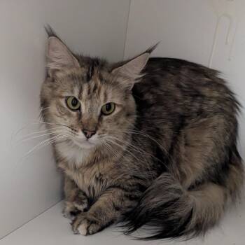 Domestic Short Hair Cats Available for Adoption in Jeffersonville, Indiana - Choo Choo | PetCurious