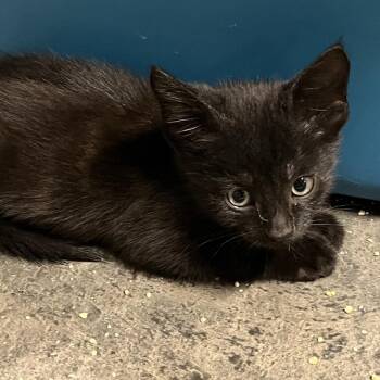 Butterfinger -  Domestic Short Hair Cat for Adoption - Butterfinger | PetCurious