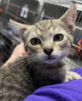 Loca -  Domestic Short Hair Cat for Adoption in Fort Worth, Texas - Loca | PetCurious
