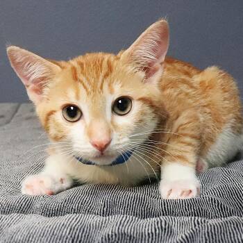 Bluegill -  Domestic Short Hair Cat for Adoption in Lakeland, Florida - Bluegill | PetCurious