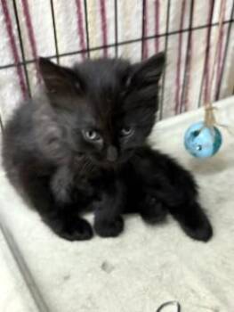 Domestic Medium Hair Cats Available for Adoption in Black River Falls, Wisconsin - Poppy | PetCurious