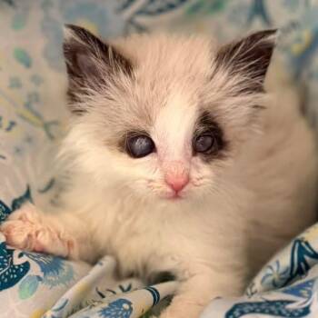 Oracle -  Domestic Long Hair Cat for Adoption in Cumming, Georgia - Oracle | PetCurious