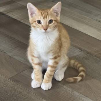 Pluto -  Domestic Medium Hair Cat for Adoption in Spokane, Washington - Pluto | PetCurious