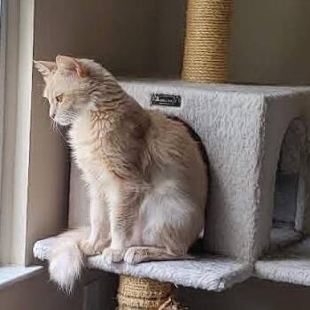 Lucy -  Domestic Medium Hair Cat for Adoption in York, Pennsylvania - Lucy | PetCurious