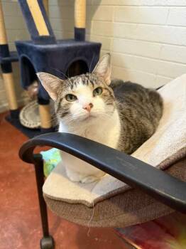 Rescue Domestic Short Hair Cats for Adoption in Tucson, Arizona - Bella Luna | PetCurious