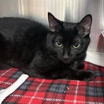 Pumkin (green collar) -  Domestic Short Hair Cat for Adoption in Blairsville, Georgia - Pumkin (green Collar) | PetCurious