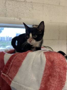 Rescue Domestic Short Hair Cats for Adoption in Ontario, California - Liam | PetCurious