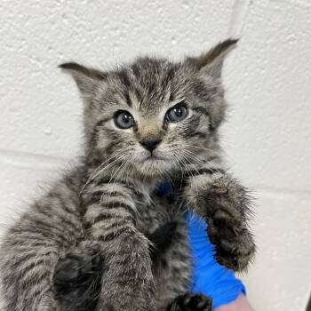 Rescue Domestic Short Hair Cats for Adoption in Lyndhurst, Virginia - SVAS-Stray-37867 | PetCurious