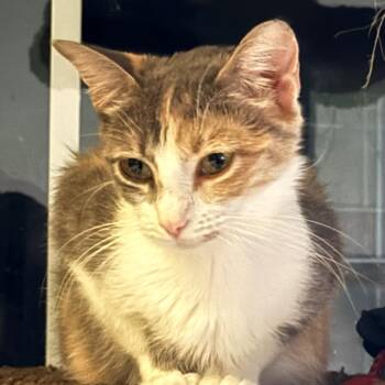 Nebula -  Domestic Short Hair Cat for Adoption in Huntsville, Alabama - Nebula | PetCurious