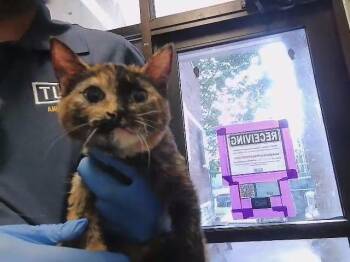 BLOOM -  Domestic Short Hair Cat for Adoption in Tulsa, Oklahoma - BLOOM | PetCurious
