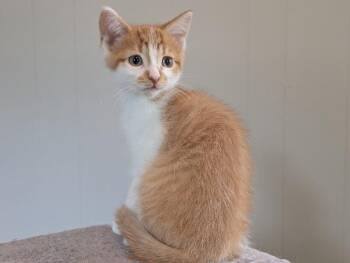 Ricky -  Domestic Short Hair Cat for Adoption in Adrian, Michigan - Ricky | PetCurious