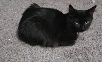 Rescue Domestic Long Hair Cats for Adoption in Nashville, Tennessee - Juniper | PetCurious