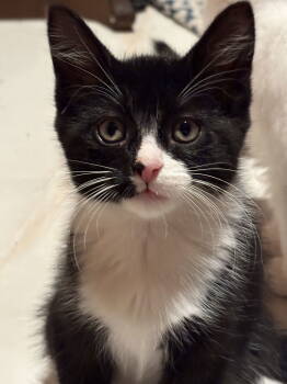 Rescue Domestic Short Hair Cats for Adoption in Walled Lake, Michigan - Esteban (Must Be Adopted With Elisheva) | PetCurious