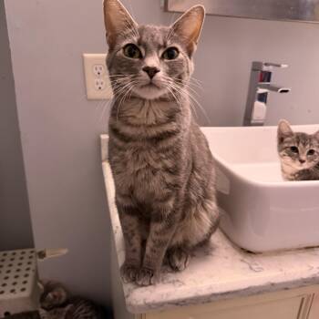 Caramella -  American Shorthair Cat for Adoption in Highland Park, New Jersey - Caramella | PetCurious