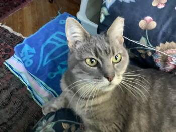 Rescue Domestic Short Hair Cats for Adoption in Bloomfield, New Jersey - Melody | PetCurious