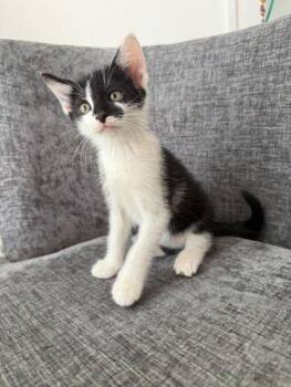 Gandalf -  Domestic Short Hair Cat for Adoption in Raleigh, North Carolina - Gandalf | PetCurious