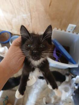 Tuxi Babe -  Domestic Short Hair Cat for Adoption in Thatcher, Arizona - Tuxi Babe | PetCurious