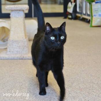 Leo -  Domestic Short Hair Cat for Adoption in Cheyenne, Wyoming - Leo | PetCurious