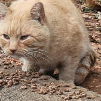 American Shorthair Cats Available for Adoption in Mount Vernon, Arkansas - Bill | PetCurious