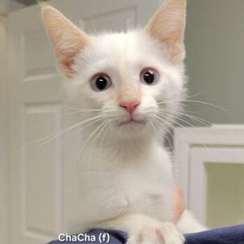 ChaCha -  Siamese Cat for Adoption in Mazon, Illinois - ChaCha | PetCurious