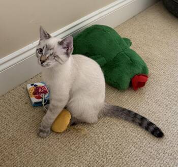 Zeus -  Domestic Short Hair Cat for Adoption in Duluth, Georgia - Zeus | PetCurious