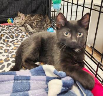 Remy (Courtesy Post) -  Domestic Short Hair Cat Available for Adoption in Parkville, Missouri - Remy (Courtesy Post) | PetCurious