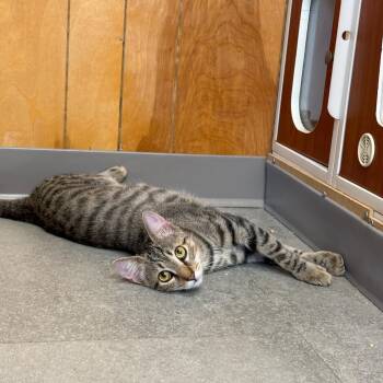 Mittens -  Bengal Cat Available for Adoption in Kent, Washington - Mittens | PetCurious