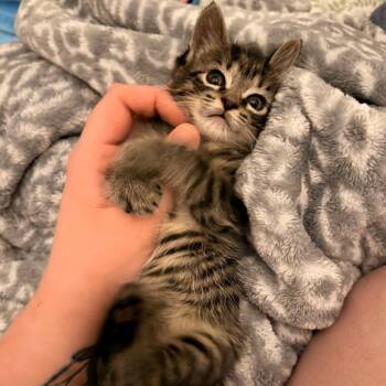 Mole -  Domestic Short Hair Cat for Adoption in Lenexa, Kansas - Mole | PetCurious