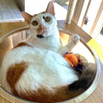 Honey -  Calico Cat for Adoption in Irvine, California - Honey | PetCurious