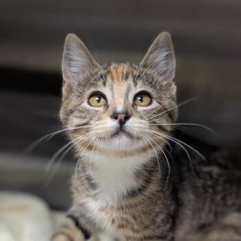 Annie Alpaca -  Domestic Short Hair Cat for Adoption in Seattle, Washington - Annie Alpaca | PetCurious