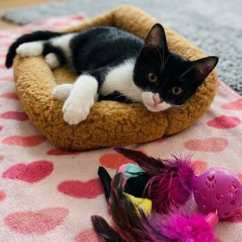 Jenson 1565 -  Domestic Short Hair Cat for Adoption in Boca Raton, Florida - Jenson 1565 | PetCurious