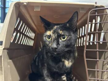 CALLIE -  Domestic Short Hair Cat for Adoption in Rowlett, Texas - CALLIE | PetCurious