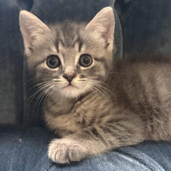 Fizz -  Domestic Short Hair Cat Available for Adoption in Chapel Hill, North Carolina - Fizz | PetCurious