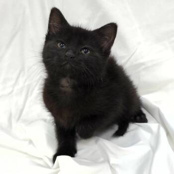 Shady -  Domestic Short Hair Cat Available for Adoption in Michigan City, Indiana - Shady | PetCurious