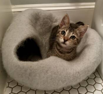 Soleil -  American Shorthair Cat for Adoption in Houston, Texas - Soleil | PetCurious