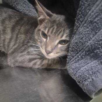 Casey -  Domestic Short Hair Cat for Adoption in Los Angeles, California - Casey | PetCurious