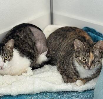 Peach -  Domestic Long Hair Cat for Adoption in Tampa, Florida - Peach | PetCurious