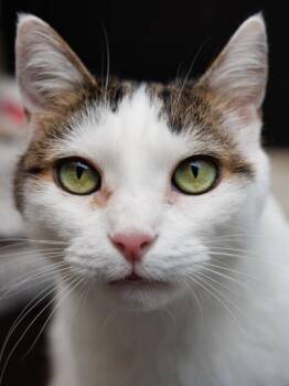 Domestic Short Hair Cats Available for Adoption in Schenectady, New York - Jet | PetCurious