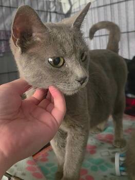 Domestic Short Hair Cats Available for Adoption - Chickweed | PetCurious