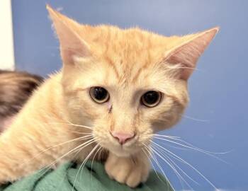 Domestic Short Hair Cats Available for Adoption - Cavatappi  | PetCurious