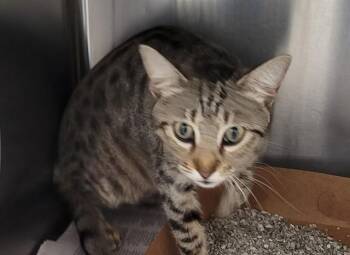 Domestic Short Hair Cats Available for Adoption in St. Cloud, Florida - NAMI | PetCurious