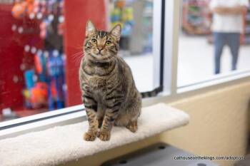 Rescue Tabby Cats for Adoption in Parlier, California - Ringo | PetCurious